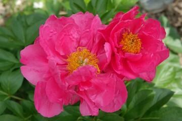 Fototapeta premium pink rose flower