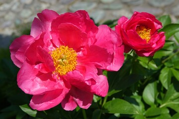 red and white flower