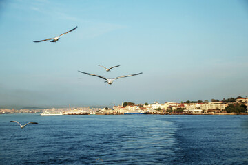 seagull flying over the marmara sea