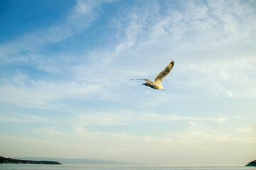 seagull flying over the sea
