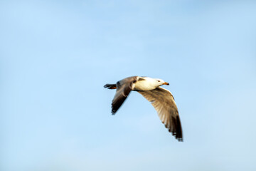 seagull flying in the sky