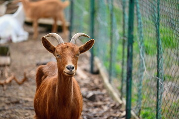 Beautiful goats on the farm. Concept for animals and agriculture.