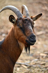 Beautiful goats on the farm. Concept for animals and agriculture.