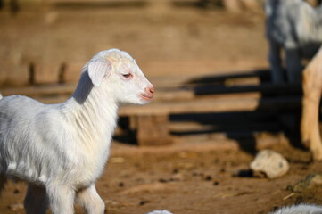 Beautiful goats on the farm. Concept for animals and agriculture.