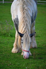 A beautiful horse is grazing on a green meadow on a sunny day. Concept for animals and nature.