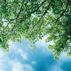 Fototapeta premium Lush greenery leaves tranquil sky nature photography serene environment upward view freshness concept