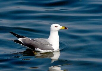 A black-tailed gull with eggs resting on a rocky cliff on Dokdo Island, Korea. Captured in natural habitat near the ocean.

