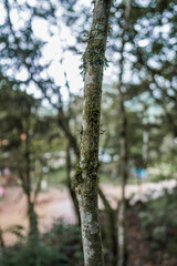Moss-Covered Tree Trunk in Soft Focus – Nature Detail and Texture