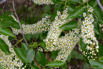 Blooming Barberry Bush in Spring Garden
