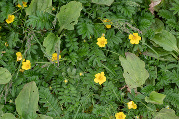 Close-Up of Blooming Yellow Petals