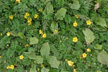 Golden Yellow Flowers in Sunlight
