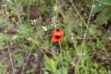 Bright Red Poppies in Natural Landscape