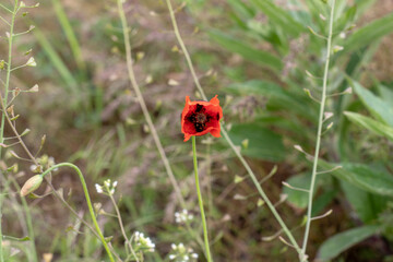 Field of Poppies Gently Swaying in Wind