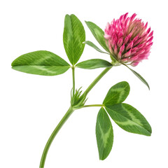 Red clover isolated on white background