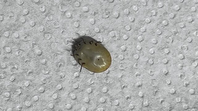 a large tick removed from a dog lies on its back. The parasite