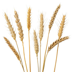 wheat ears isolated on white background