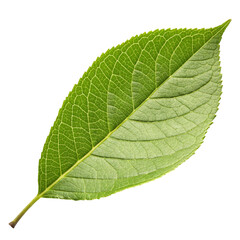 Obraz premium green leaf on white background