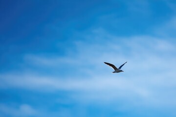 Obraz premium single bird soars gracefully against vast sky backdrop composition emphasizing tranquility and freedom