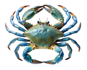 crab  isolated on white background. PNG Transparent file type with high definition quality And vibrant color grading Available.