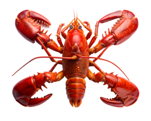 lobster   isolated on white background. PNG Transparent file type with high definition quality And vibrant color grading Available.