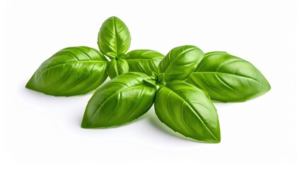  fresh basil isolated on white background, organic and healthy food, raw vegetable