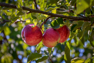Apples on a branch growing in the garden.