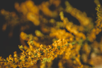 Close-up of a blooming goldenrod plant with tiny yellow flowers on green stems. Soft natural...