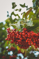 Close-up of bright red viburnum berries hanging on a branch with large green leaves, captured in...