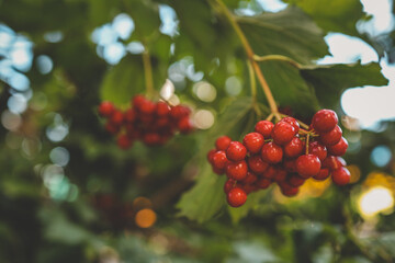 Close-up of bright red viburnum berries hanging on a branch with large green leaves, captured in natural daylight with a soft, blurred background