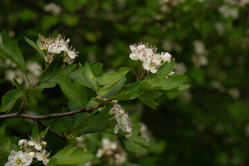 a branch of hawthorn in bloom