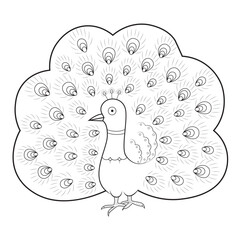 Beautiful peacock drawing vector illustration