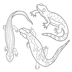 Line Art Depiction of Various Salamanders and Newts