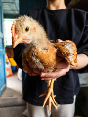 A person holding a small chicken in their hands