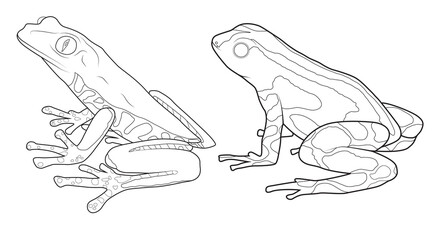 Frog drawing vector illustration for coloring