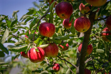 Red apples on a tree growing in a garden.