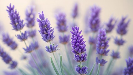 Obraz premium Flower Close-Up With Purple And Pink Petals