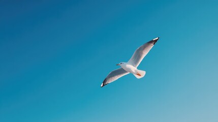 Fototapeta premium capture elegance of single bird soaring through clear blue sky embracing open space