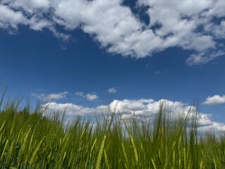 grass and sky
