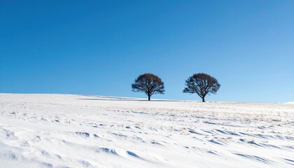 Snowy Field Two Trees Blue Sky.