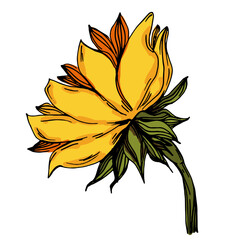 Sunflower drawn by hand in vintage botanical style. Color vector on white background, ideal for posters, prints, and eco-friendly packaging.