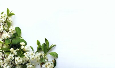 Branches of cherry blossoms with white flowers.   Spring flower arrangement. Background for a greeting card.