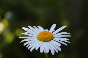 Marguerite