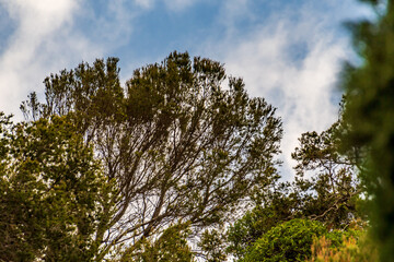 Paisaje con árboles y nubes en Puerto de la Cruz, Tenerife.