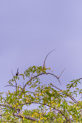 Pájaro silvestre en el Puerto de la Cruz, Tenerife