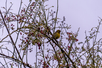 Pájaro silvestre en el Puerto de la Cruz, Tenerife