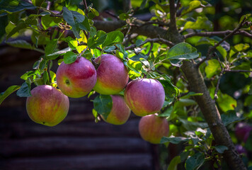 Liberty apples on a tree growing in a garden.