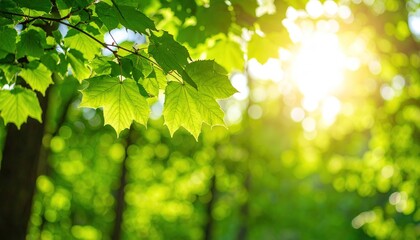 Obraz premium Sunlight Through Fresh Green Leaves.