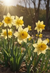 Close-up of cheerful daffodils bathed in sunlight, seasonal countryside scene , petal, yellow flower, countryside