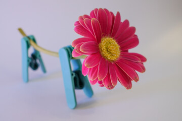 Close-up of a vibrant pink gerbera daisy supported by blue clothespins, set against a soft neutral...