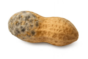 Moldy Peanut Isolated for Educational or Awareness Use